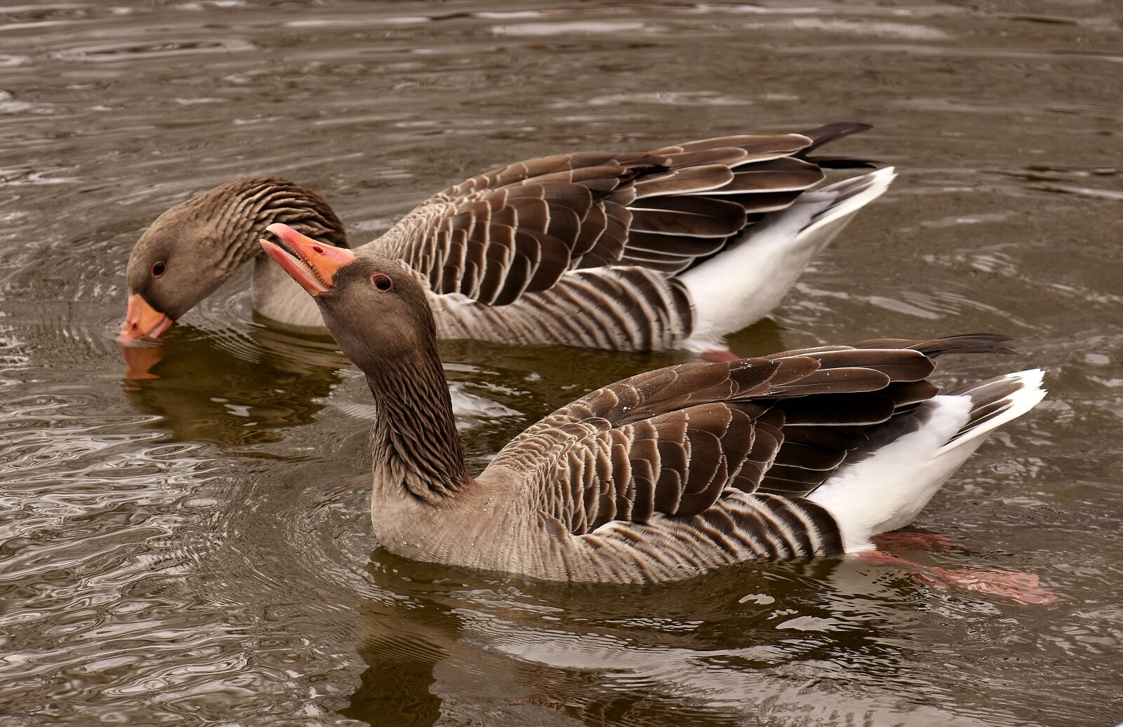 Nikon D7200 sample photo. Geese, waterfowl, wild geese photography