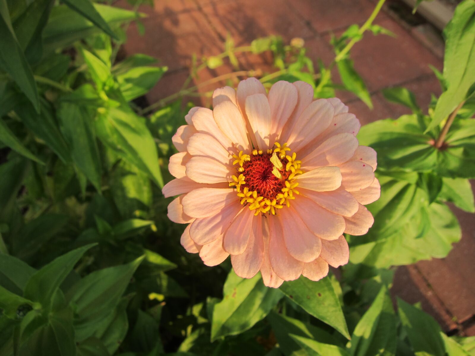Canon PowerShot S90 sample photo. Zinnia, fall bloom, pink photography