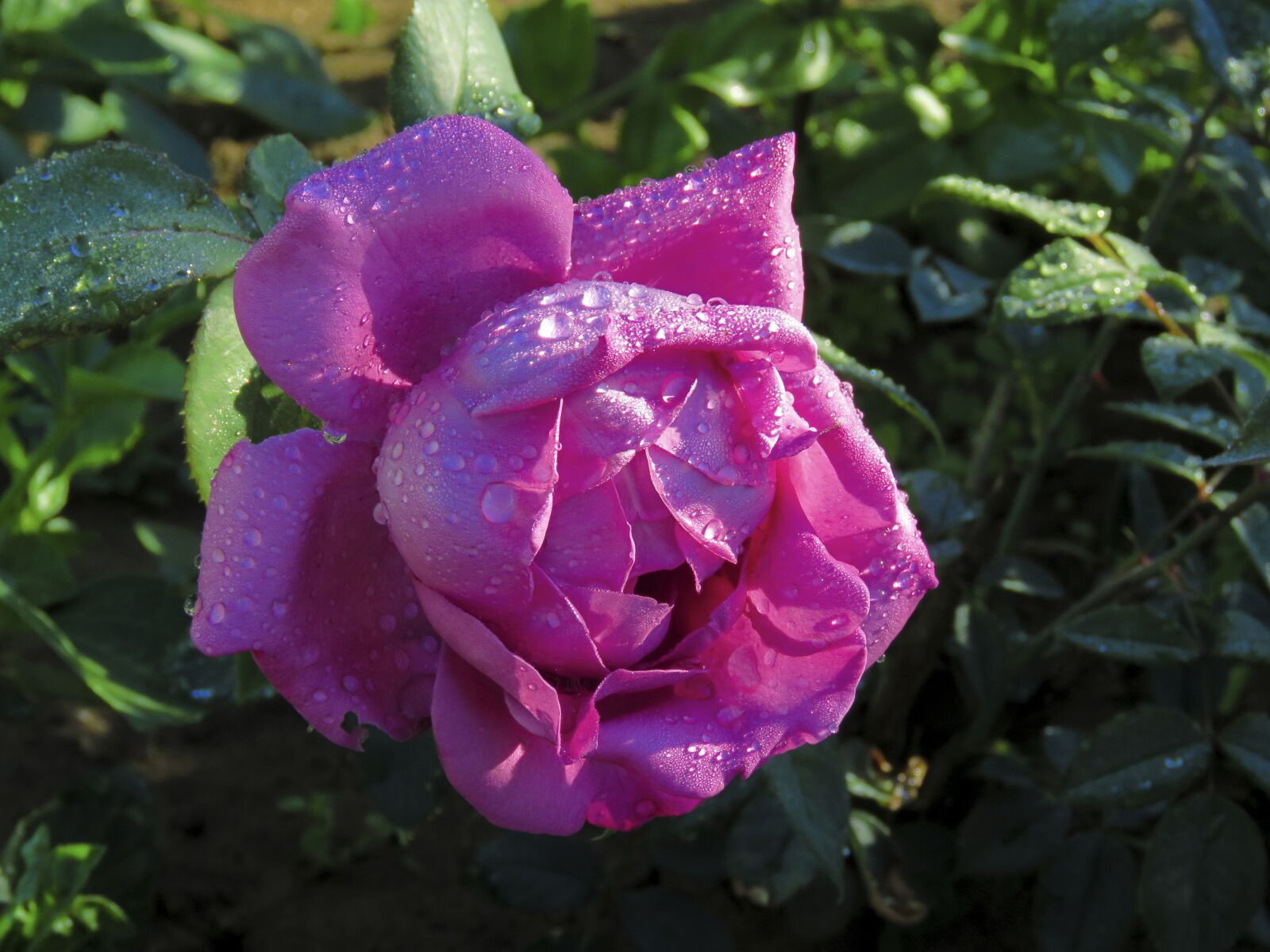Canon PowerShot SX60 HS sample photo. Rose, flower, drops photography