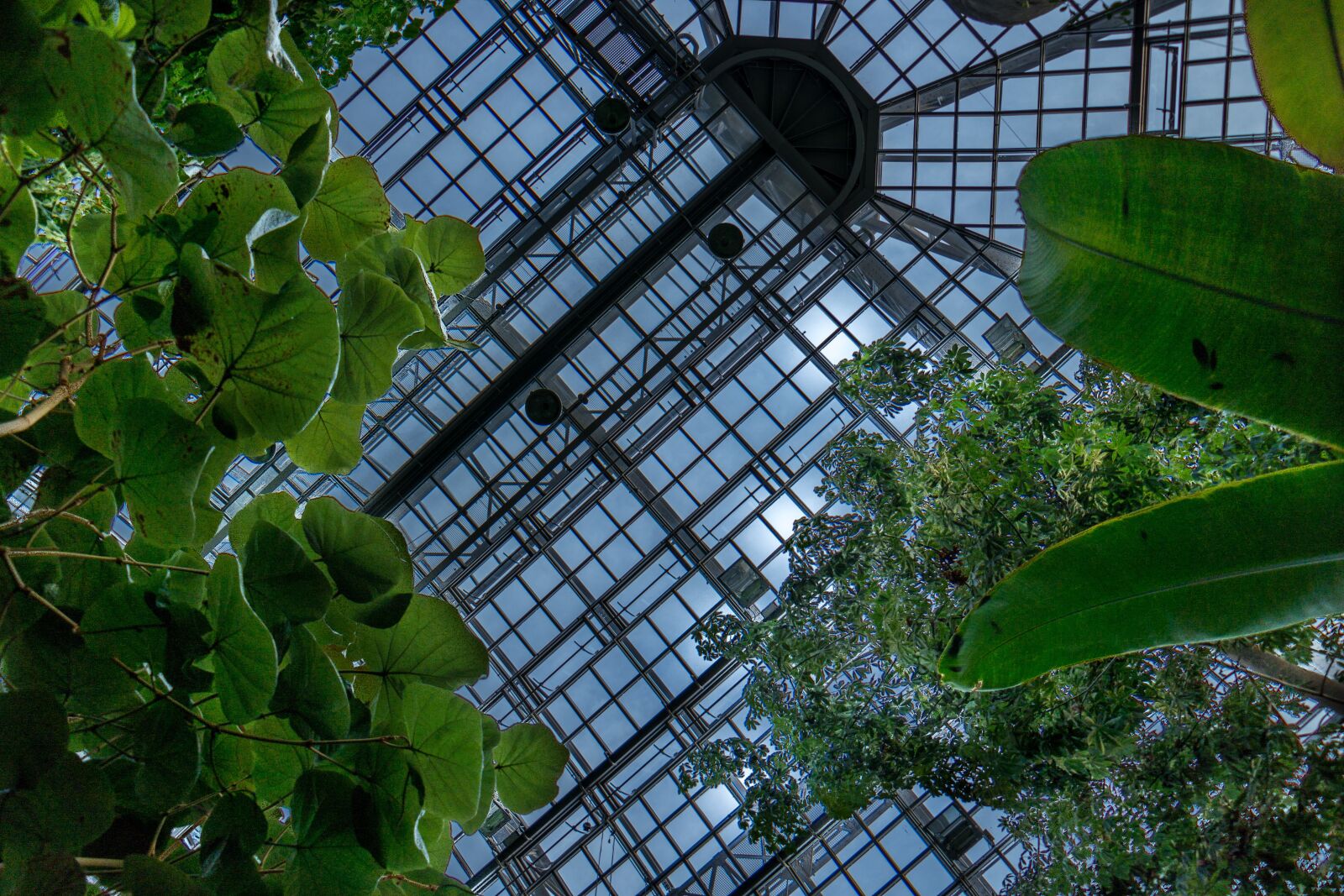 Samsung NX300 sample photo. Berlin, greenhouse, botanical garden photography