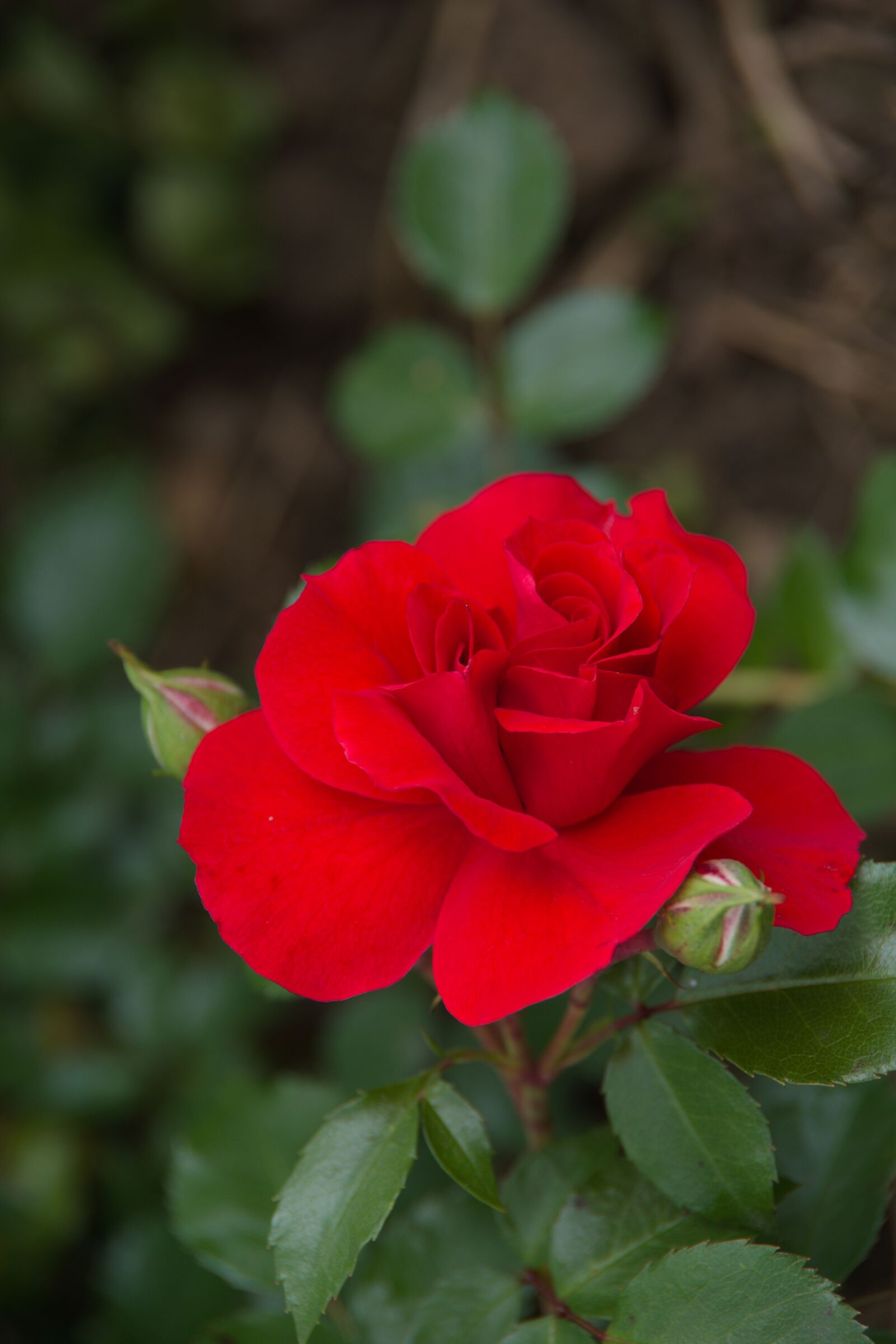Pentax K-70 sample photo. Rose, blume, blüte photography
