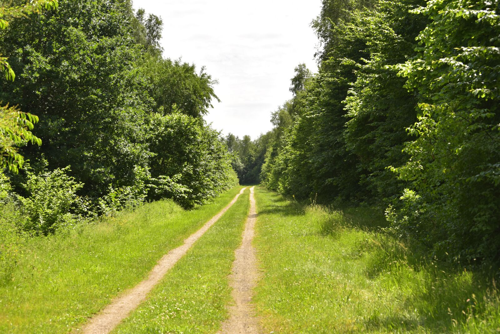 Nikon D750 sample photo. Away, lane, nature photography
