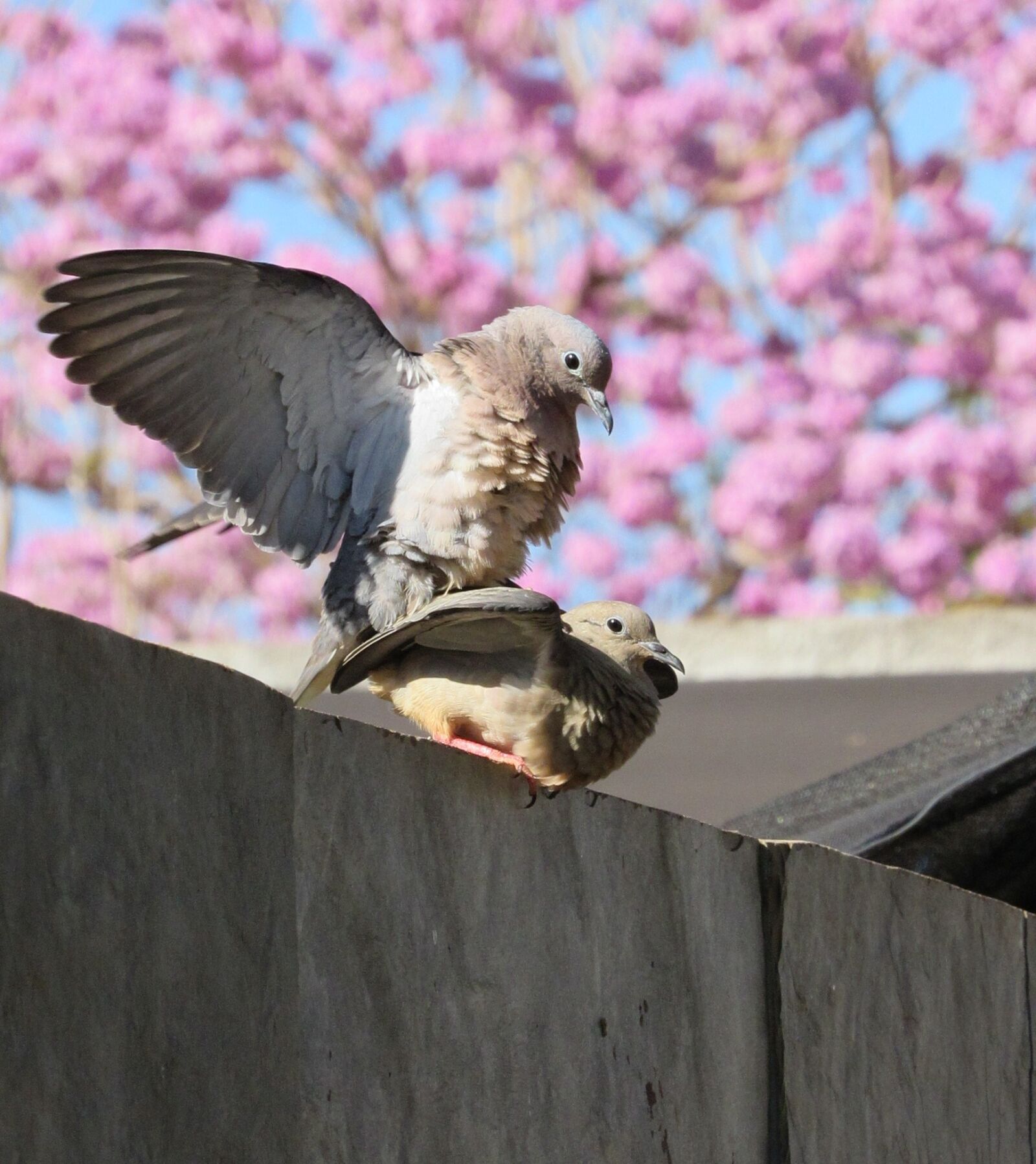 Canon PowerShot SX520 HS sample photo. Dove, juriti, pu photography