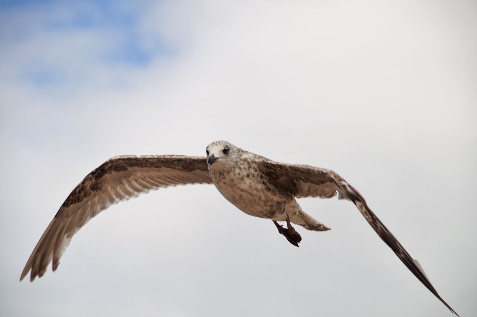 Sony SLT-A58 sample photo. The seagull, water, marine photography