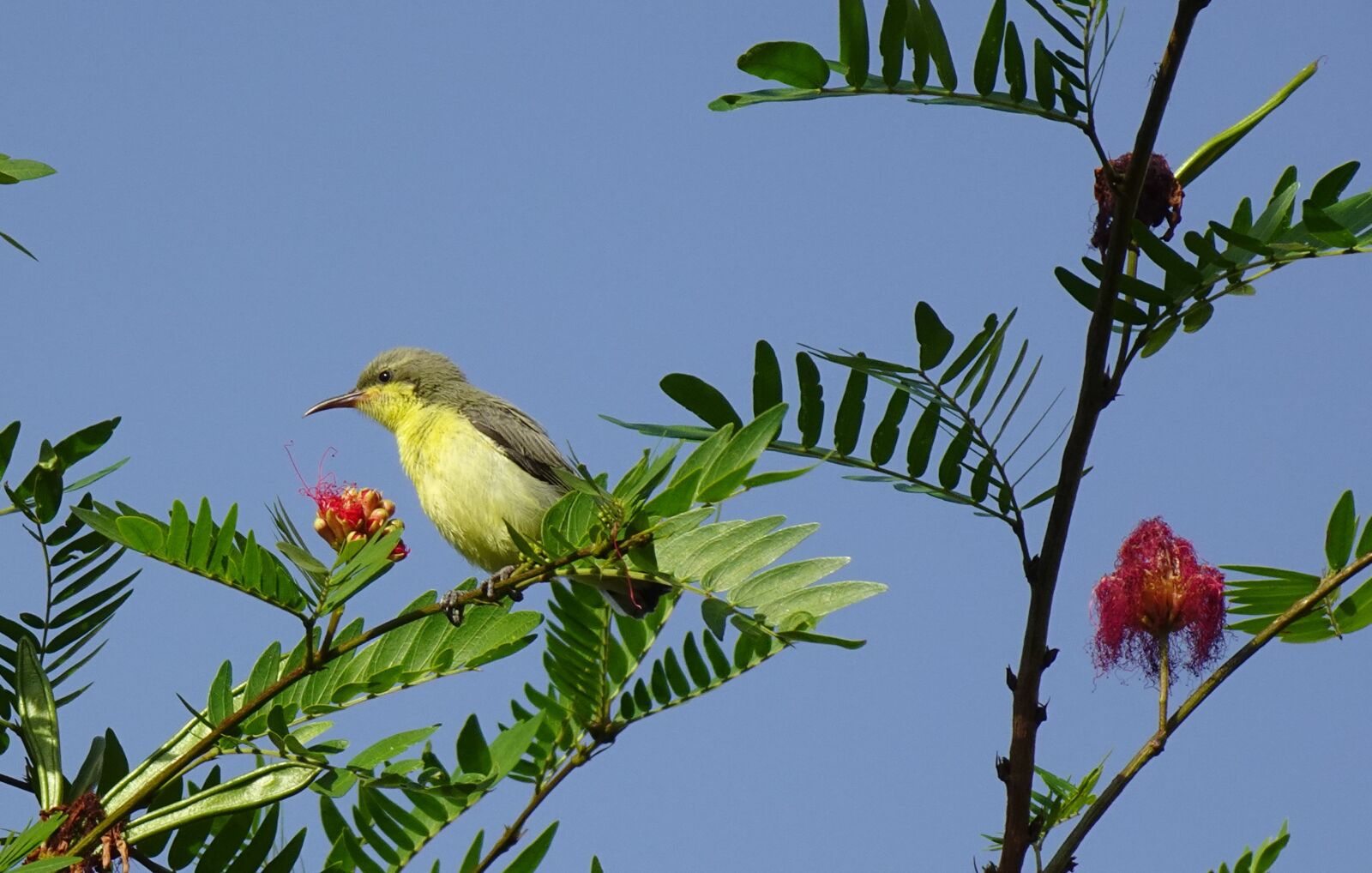 Sony DSC-WX800 sample photo. Bird, purple sunbird, cinnyris photography