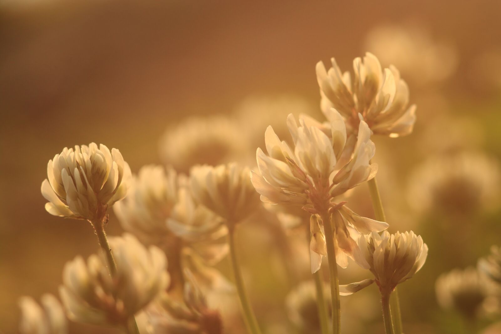 Canon EOS 70D sample photo. Clover, flower, plant photography