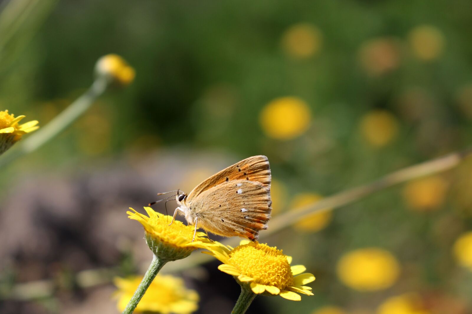 Canon EOS 700D (EOS Rebel T5i / EOS Kiss X7i) sample photo. Butterfly, nature, macro photography