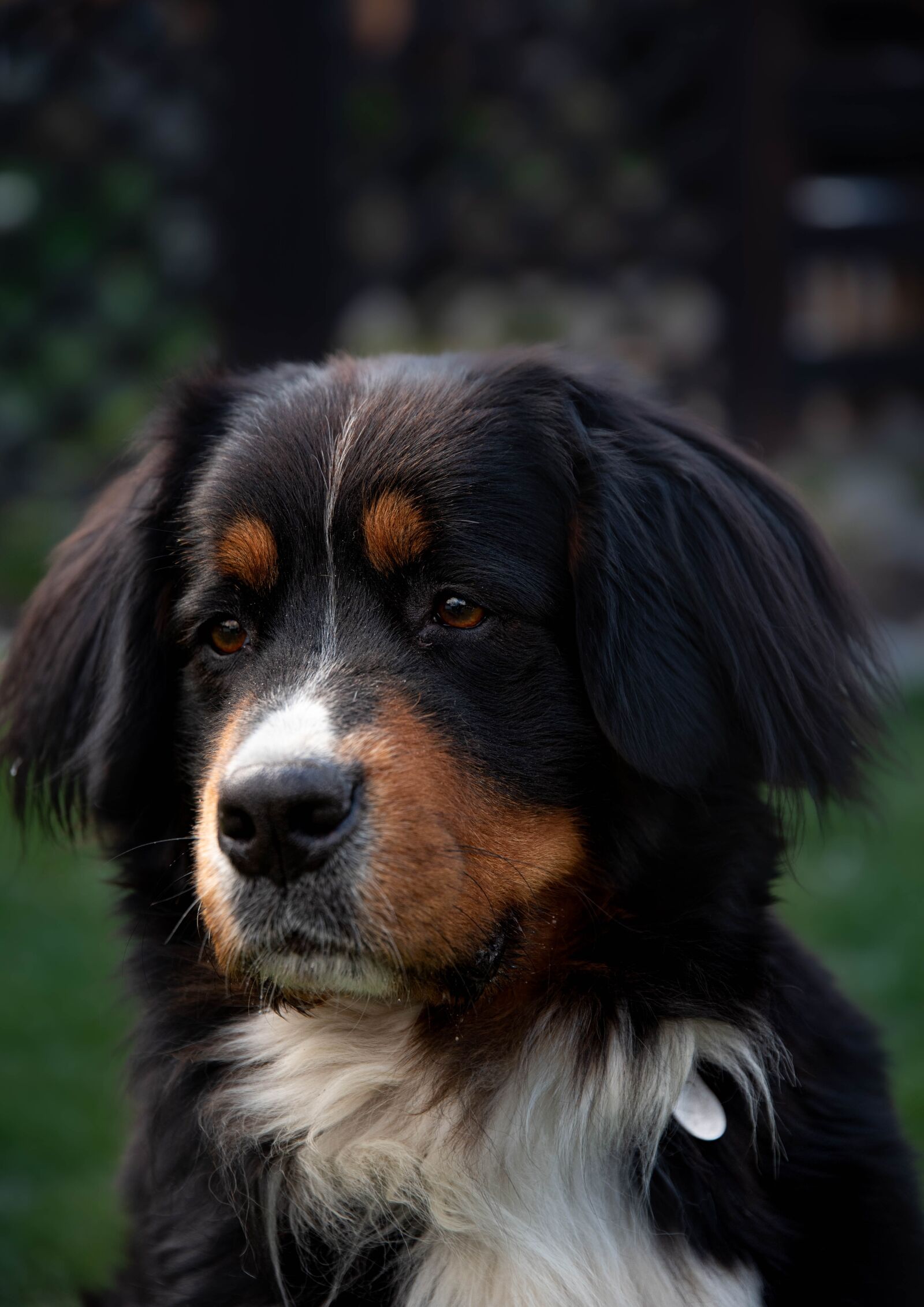Nikon D750 sample photo. Dog, animal, pet photography