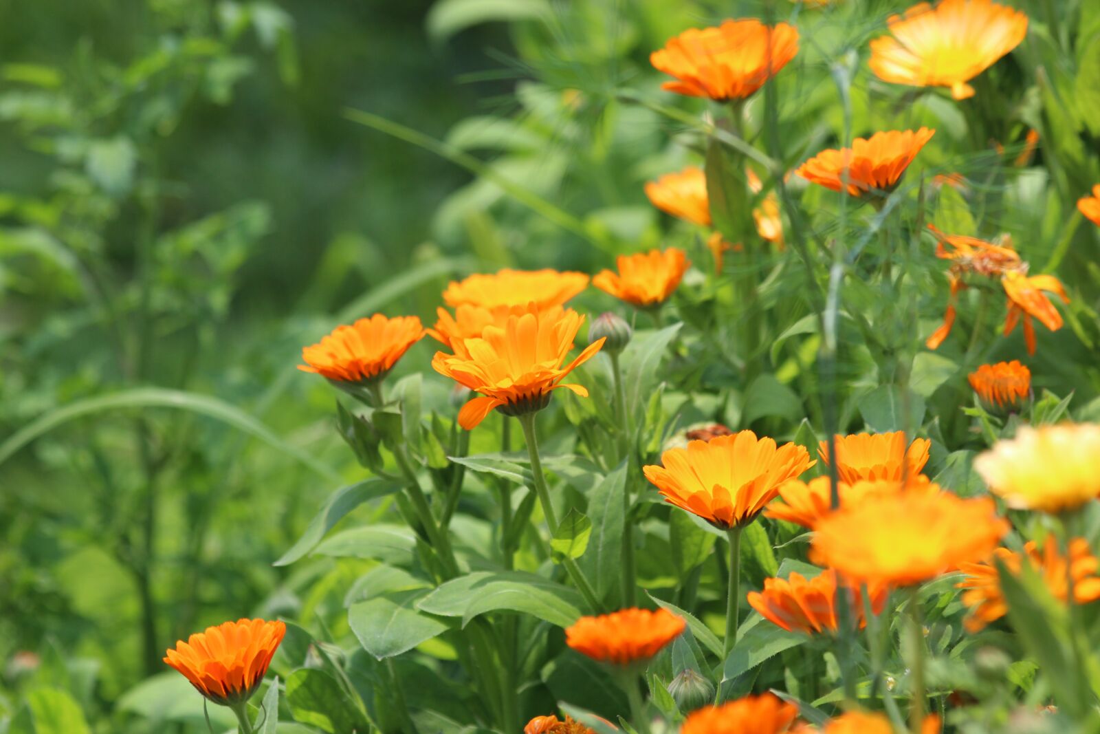 Canon EOS 650D (EOS Rebel T4i / EOS Kiss X6i) sample photo. Calendula, flower, marigold photography