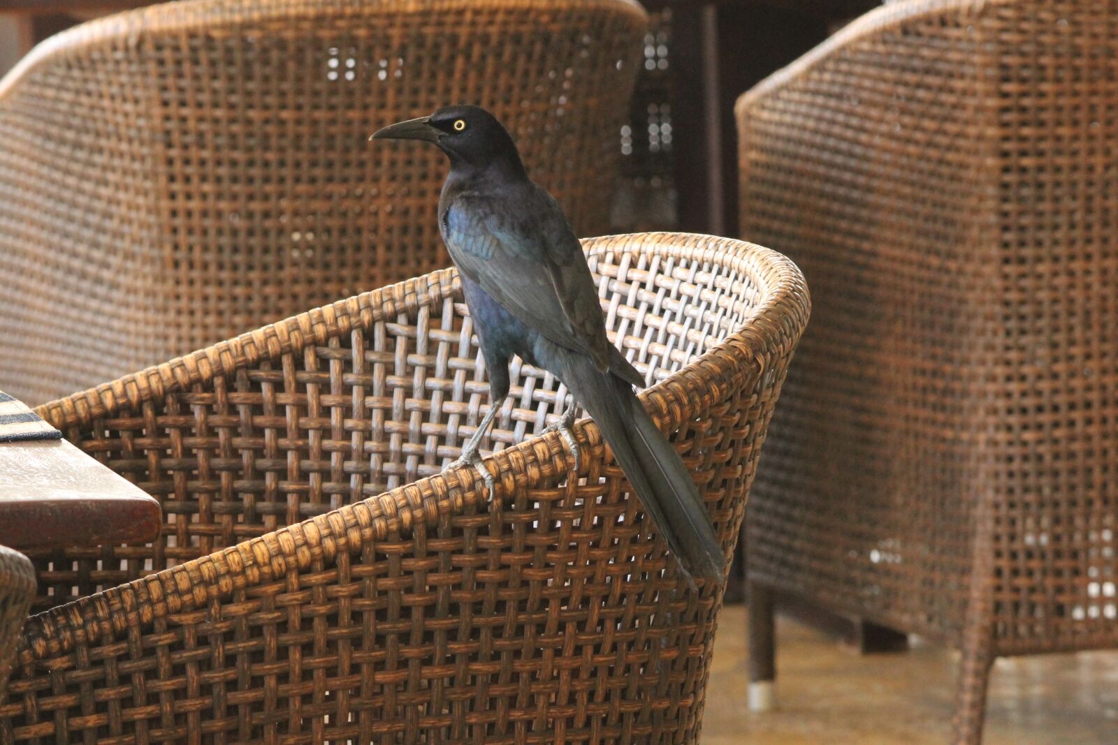 Canon EF-S 55-250mm F4-5.6 IS II sample photo. Maria, mulata, bird photography