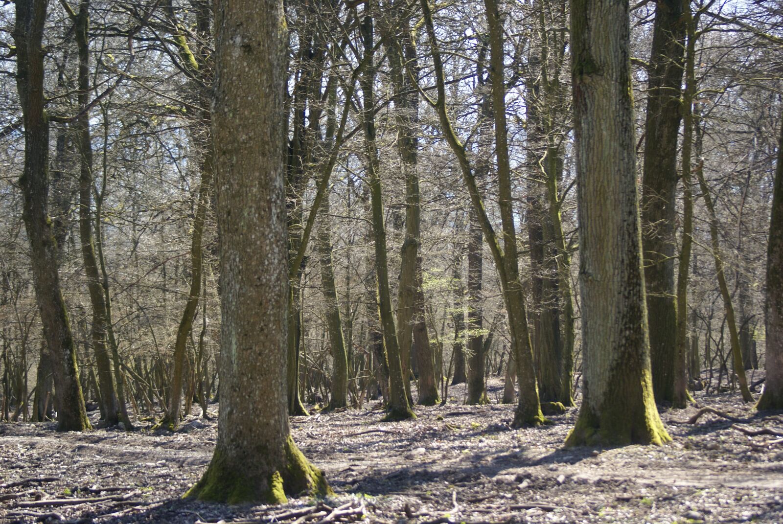 Sony Alpha DSLR-A100 sample photo. Wood, tree, nature photography