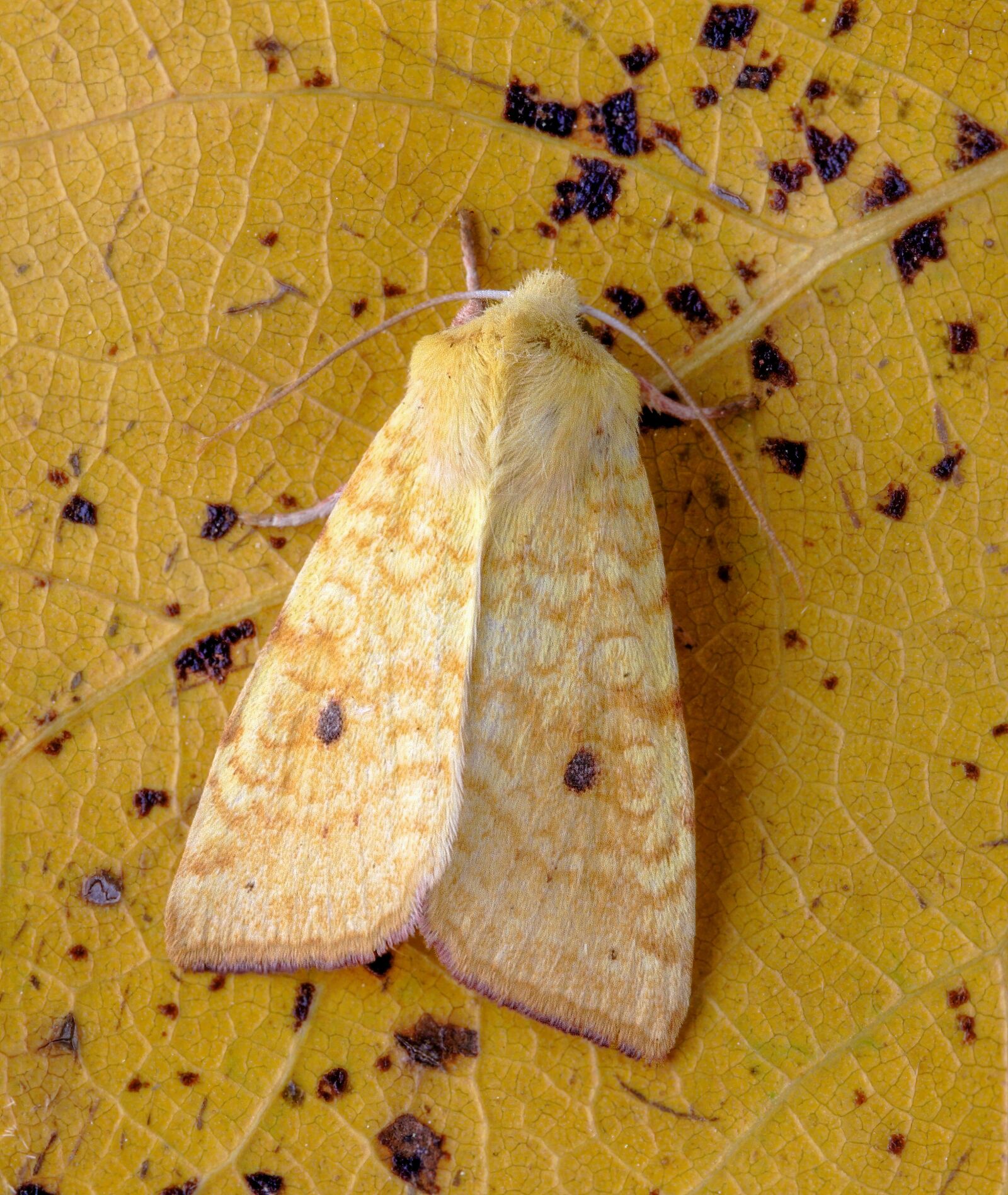 Canon EOS 400D (EOS Digital Rebel XTi / EOS Kiss Digital X) sample photo. Sallow, moth, wings photography