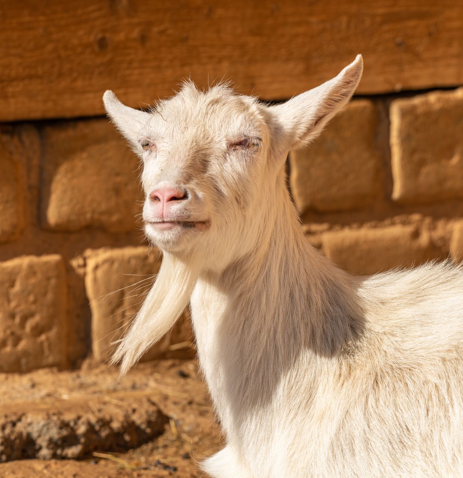 Nikon D850 sample photo. Goat, portrait, white photography