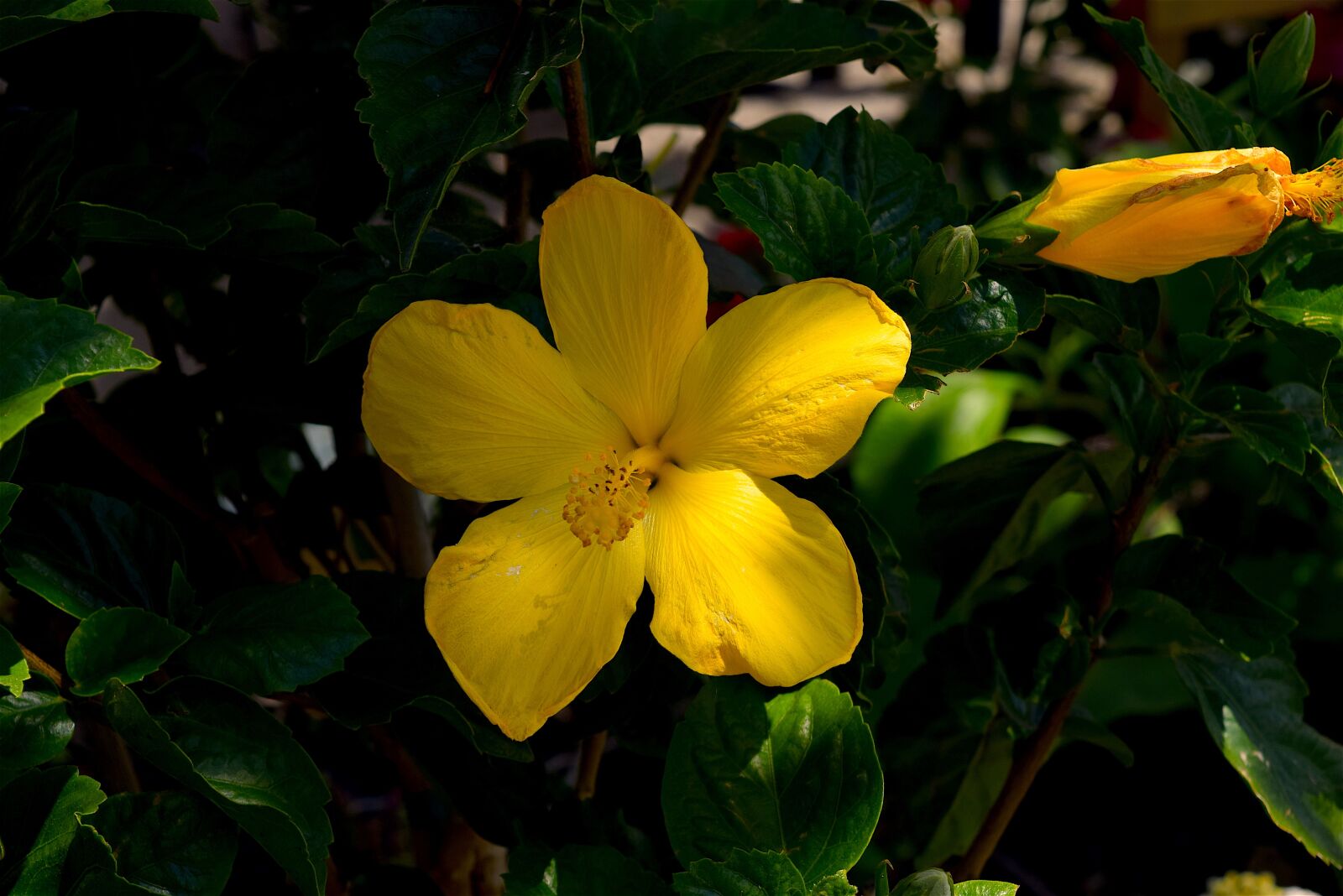 Nikon D3300 sample photo. Flower, yellow, macro photography