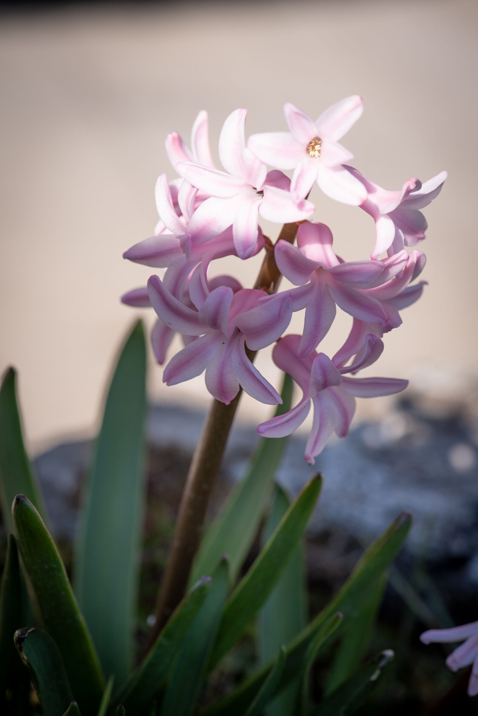 Nikon D750 sample photo. Hyacinth, flower, blossom photography