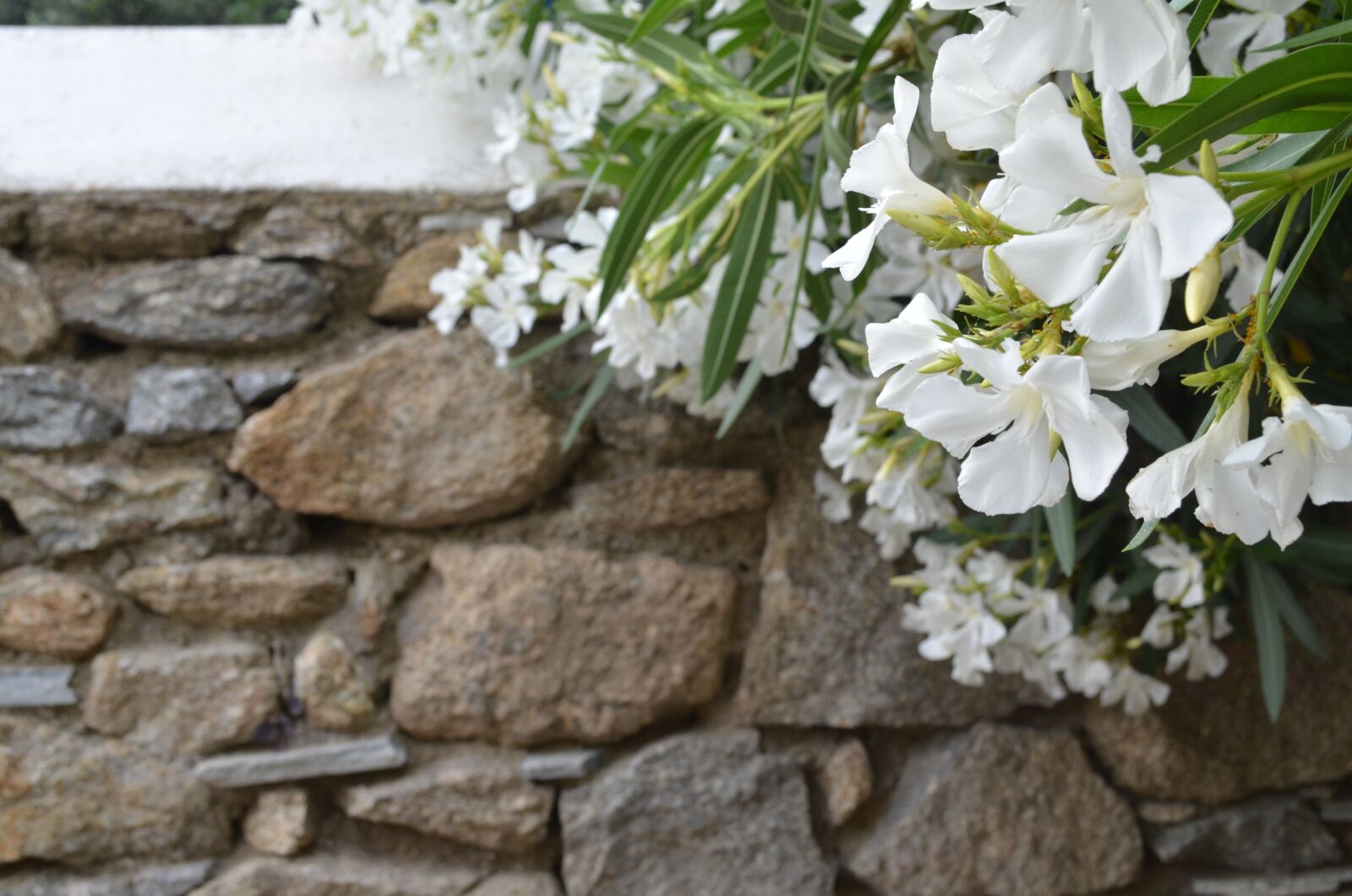 Nikon D5100 sample photo. Mykonos, flowers, stone photography
