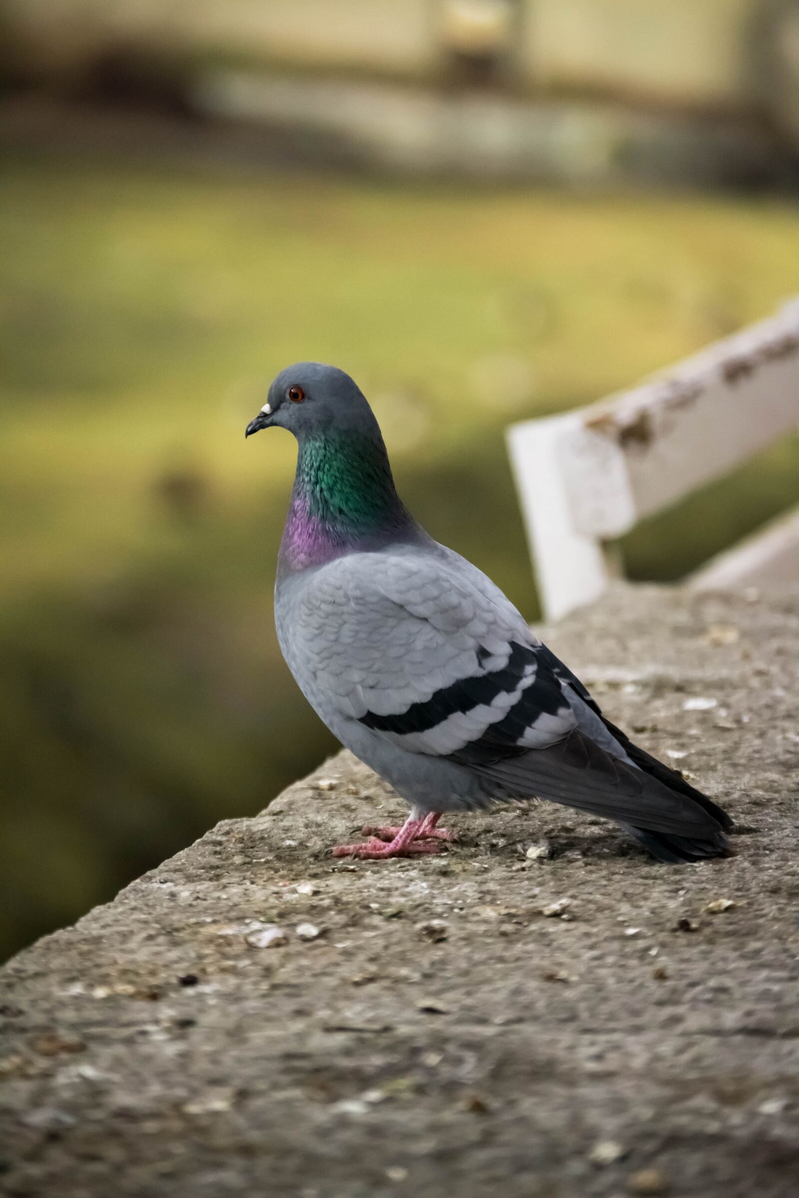 Nikon D3100 sample photo. Paloma, bird, birds photography