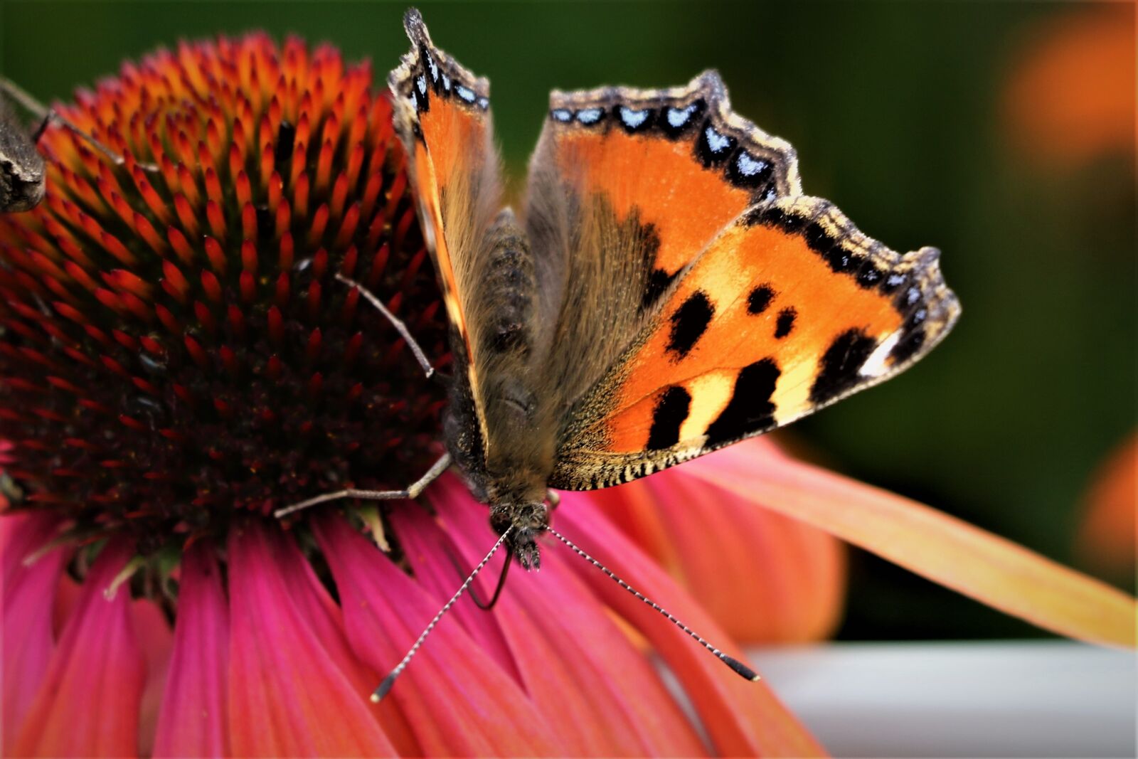 Canon EOS 7D Mark II sample photo. Butterfly, garden, wildlife photography