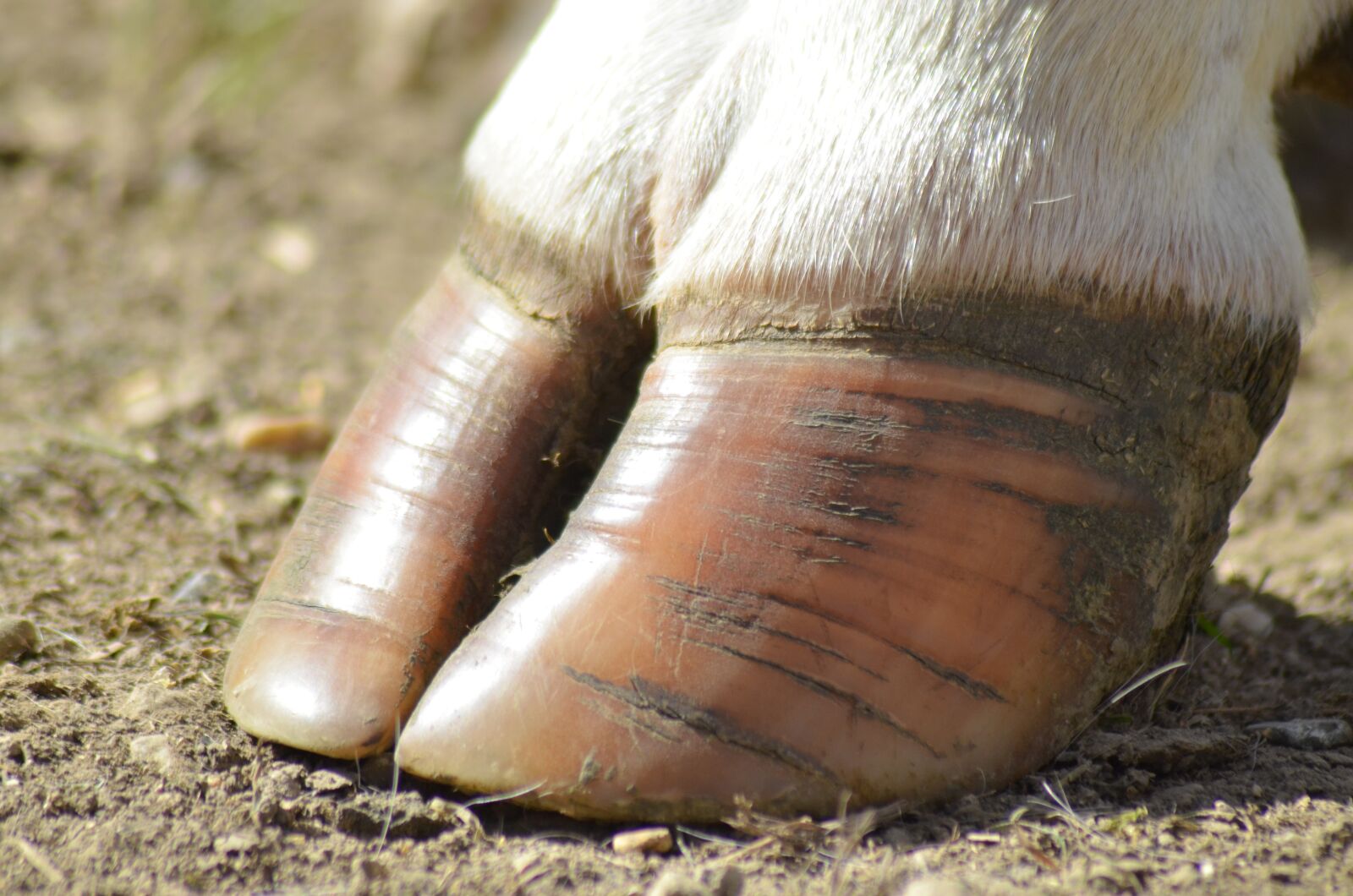 Nikon D5100 sample photo. Shoe, cow, agriculture photography