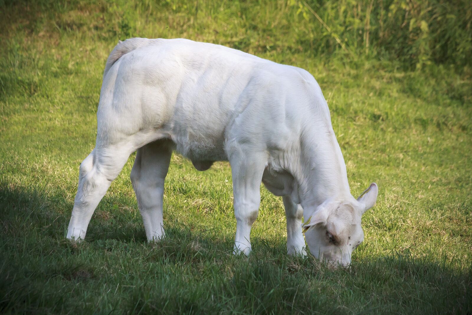 Canon EOS 50D sample photo. Calf, beef, race photography