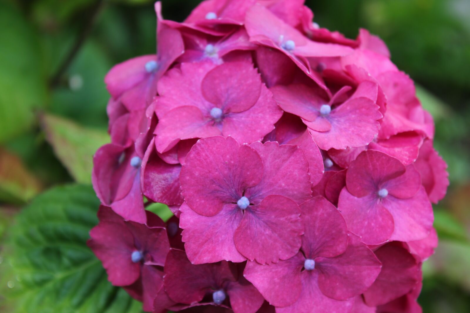 Canon EOS 550D (EOS Rebel T2i / EOS Kiss X4) sample photo. Hydrangea, violet, pink photography