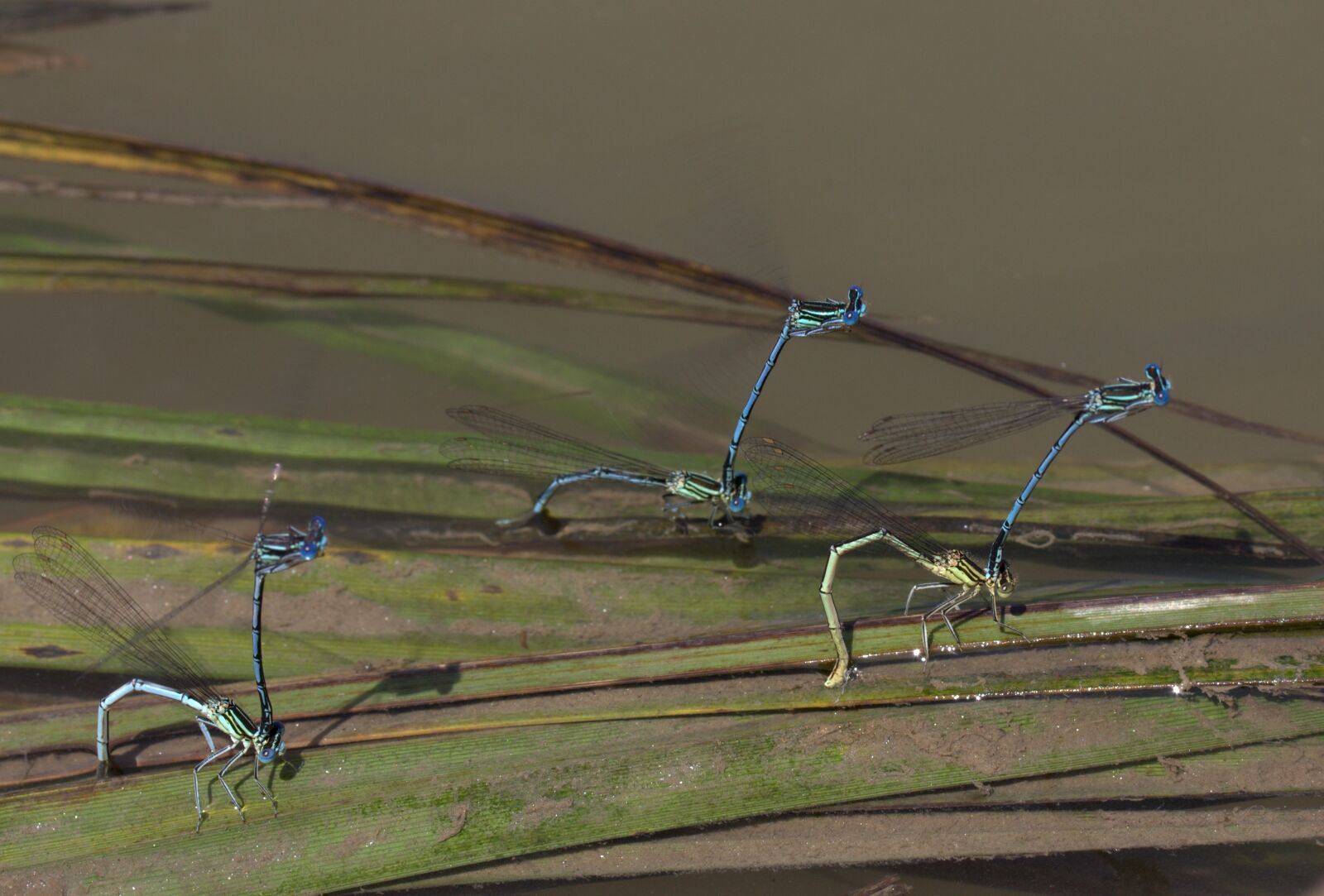 Canon EOS 700D (EOS Rebel T5i / EOS Kiss X7i) sample photo. Dragonflies, mating, water photography