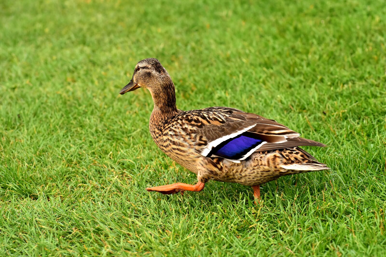 Nikon D7200 sample photo. Mallard, cute, nature photography