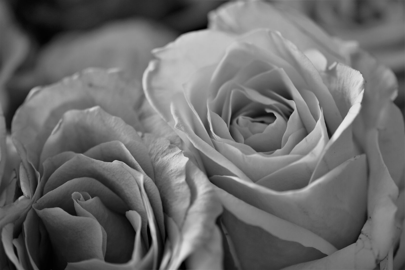 Nikon D5500 sample photo. Roses, flowers, bloom photography
