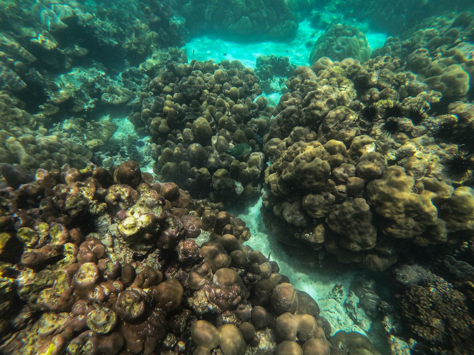 GoPro Hero7 Black sample photo. Ocean, coral reef, underwater photography