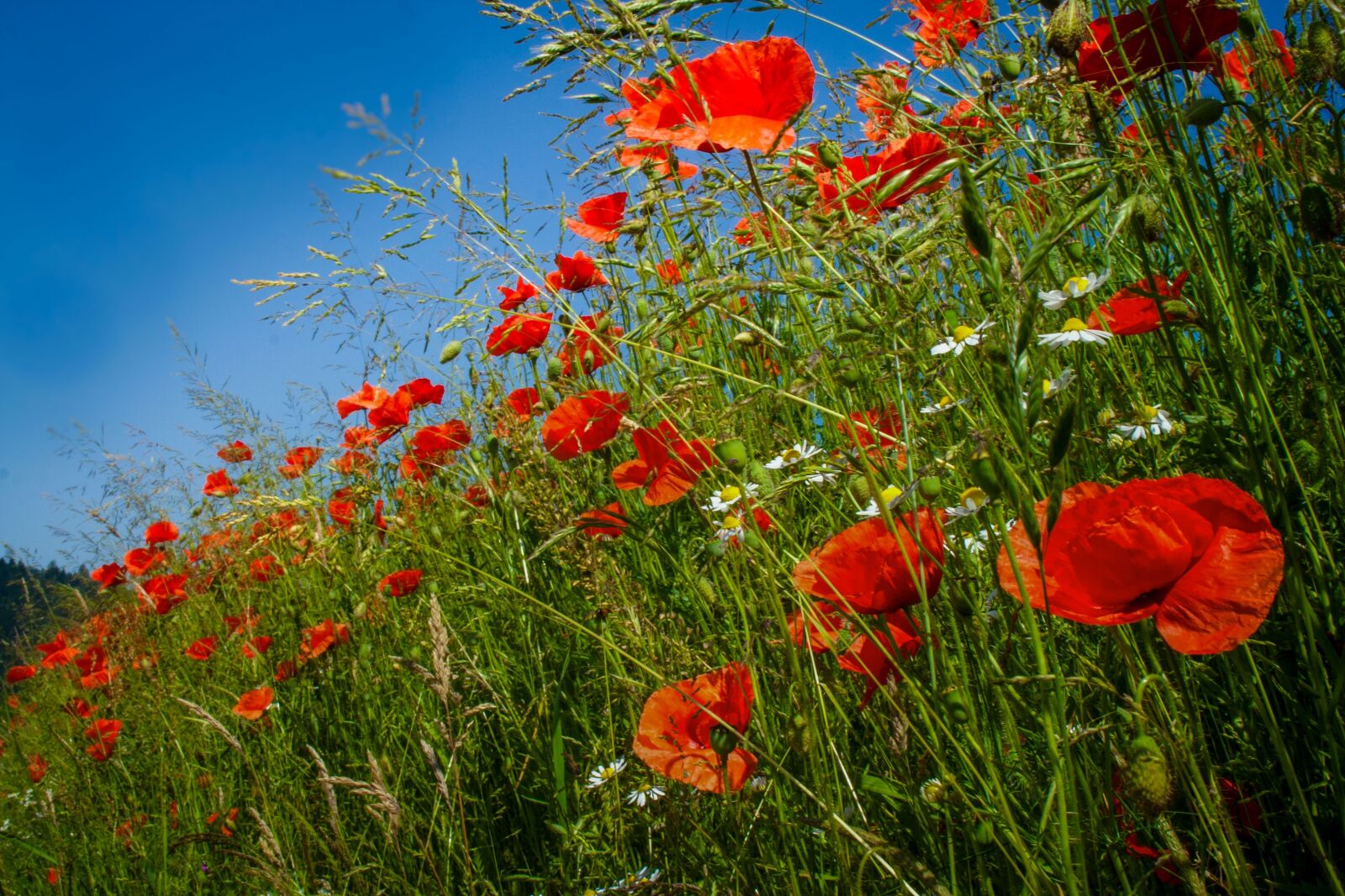 Canon EOS 350D (EOS Digital Rebel XT / EOS Kiss Digital N) sample photo. Poppies, wild flower, poppy photography