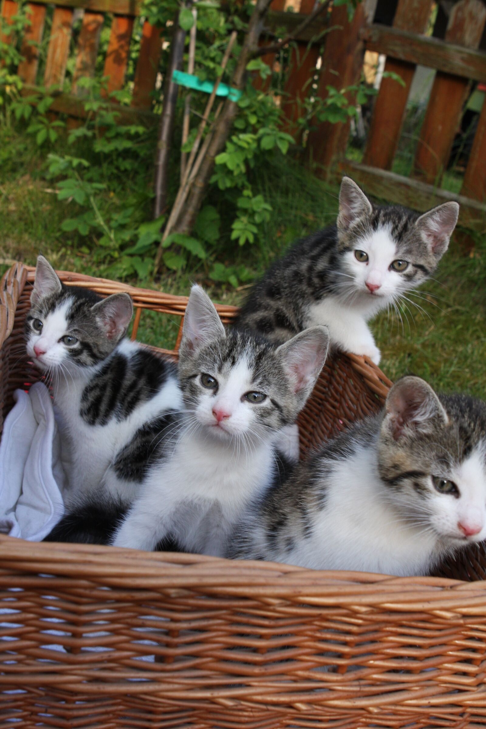 Canon EOS 40D sample photo. Cat, animal, cute photography