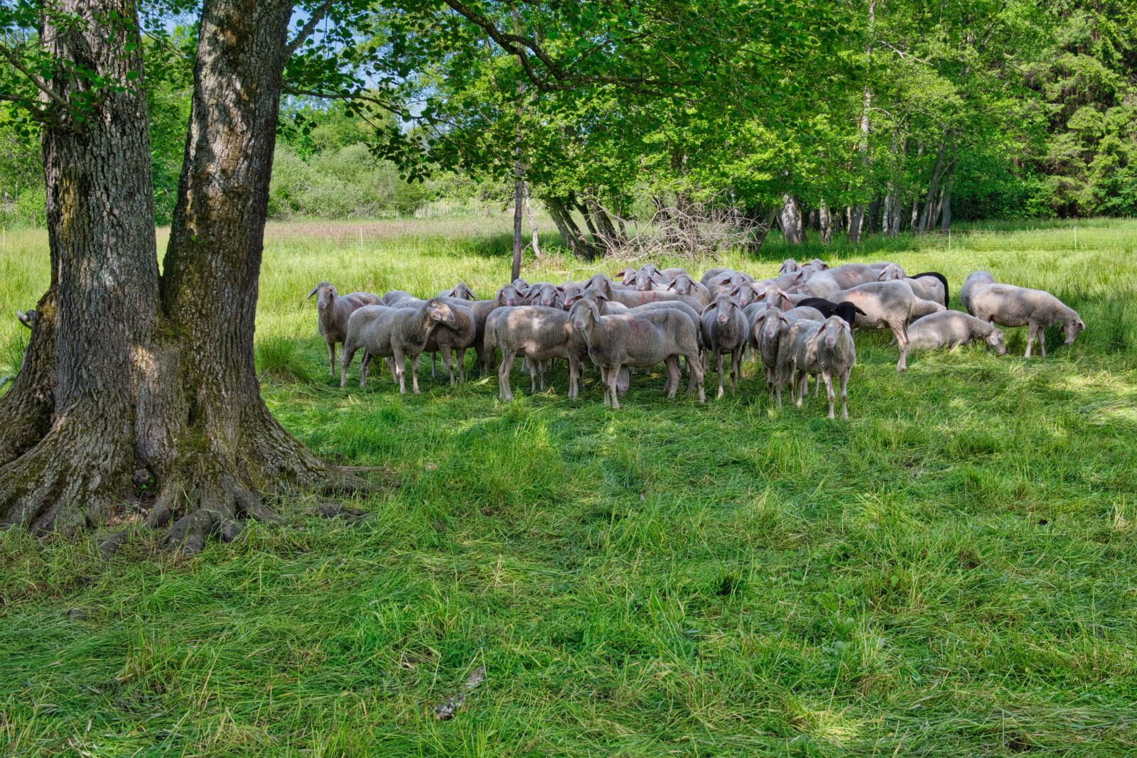 Nikon D7500 sample photo. Sheep, group, flock photography