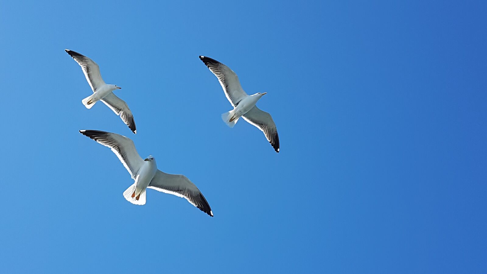 Samsung Galaxy S7 Edge sample photo. Seagull, sky, blue photography