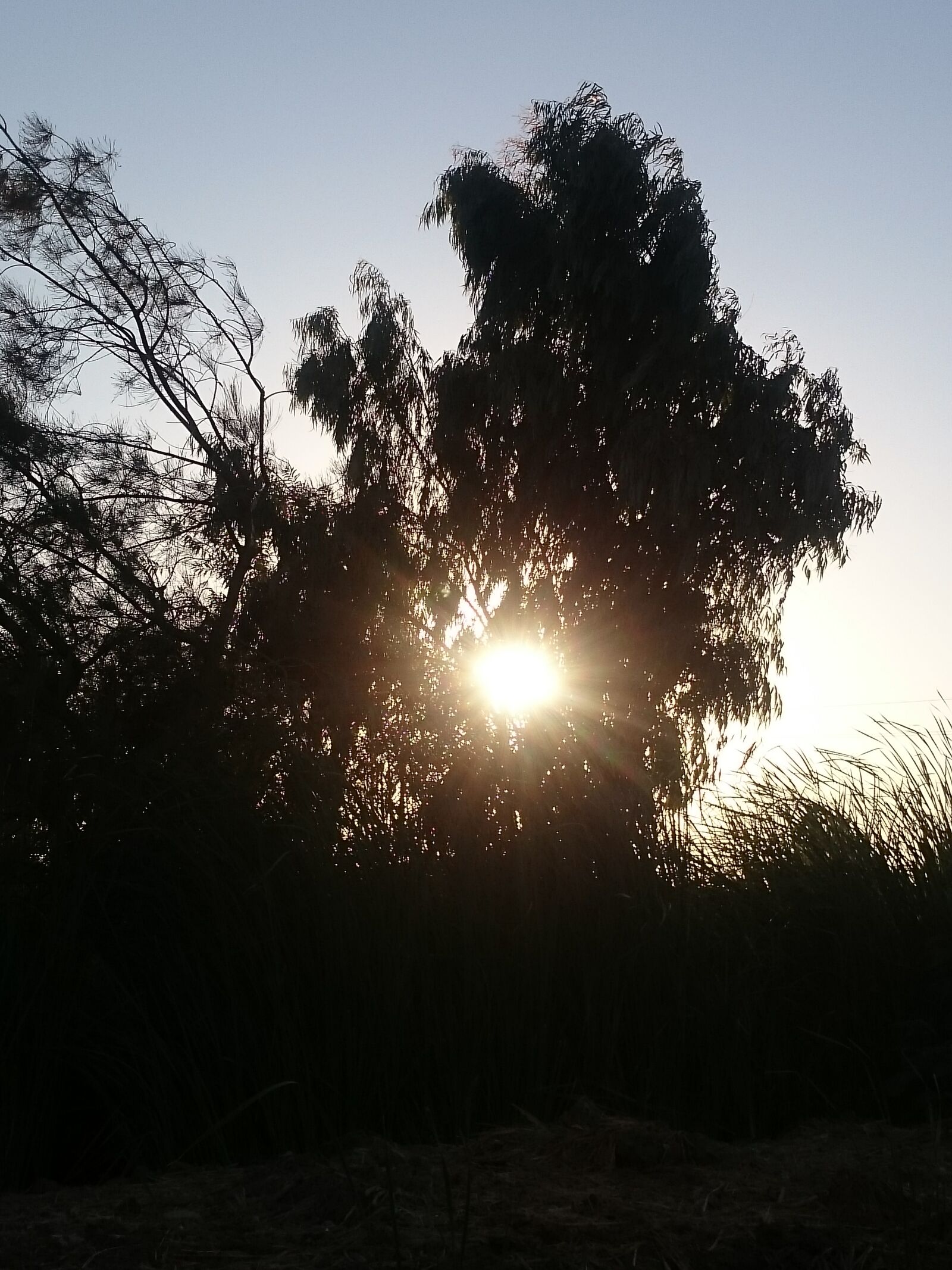 Sony Xperia Z2 sample photo. Silhouette, trees, against, sky photography