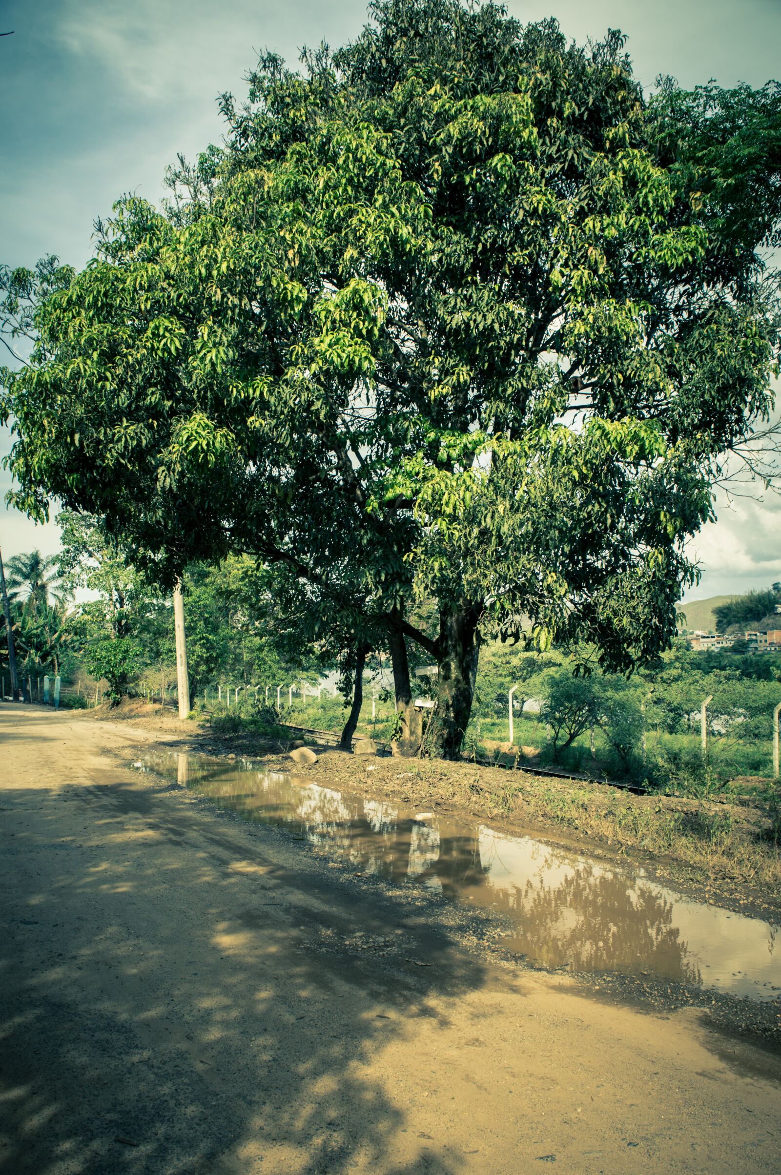 Nikon D3200 sample photo. Tree, shadow, forest photography