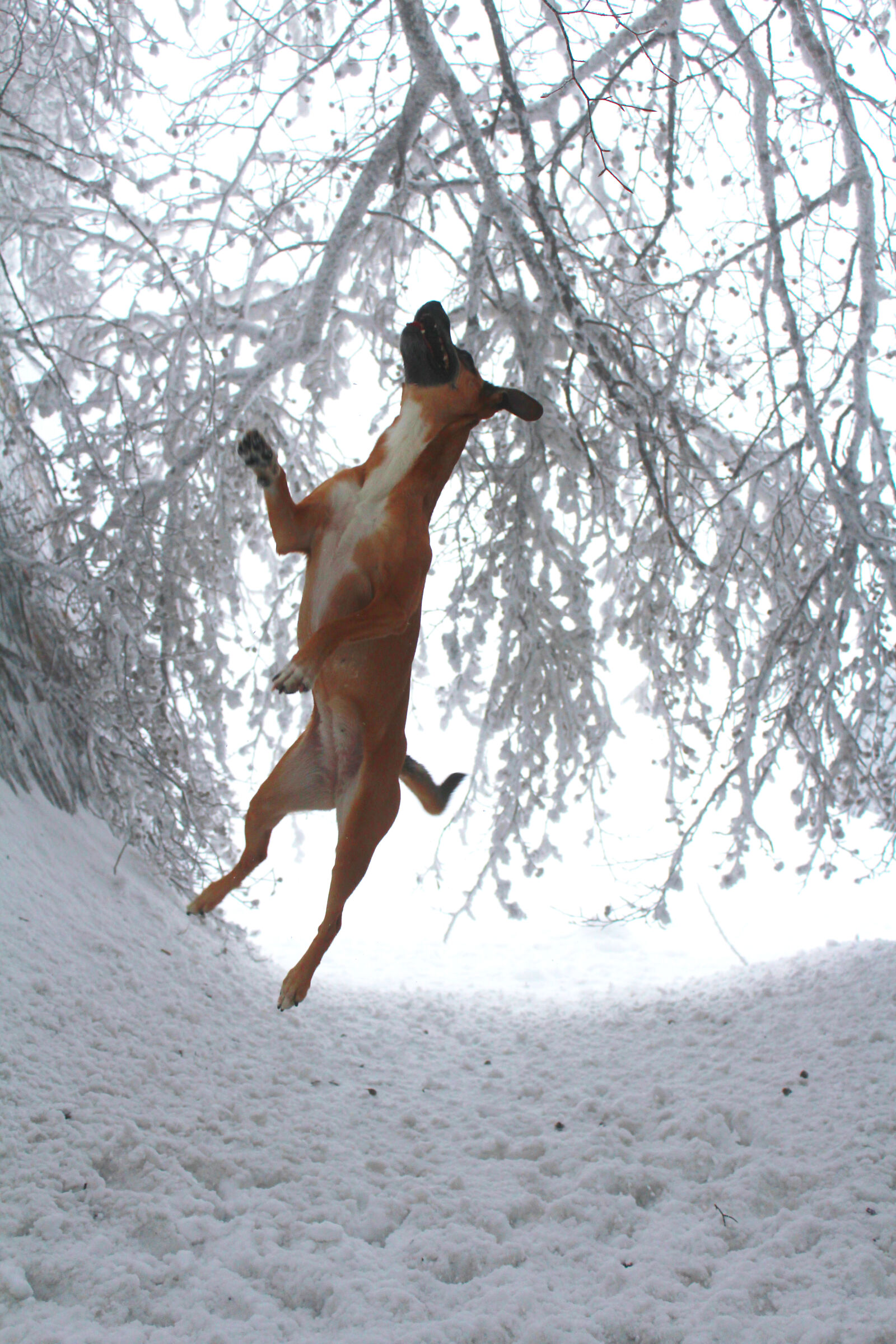 Canon EOS 1200D (EOS Rebel T5 / EOS Kiss X70 / EOS Hi) sample photo. Dog, freeze, funny, jump photography