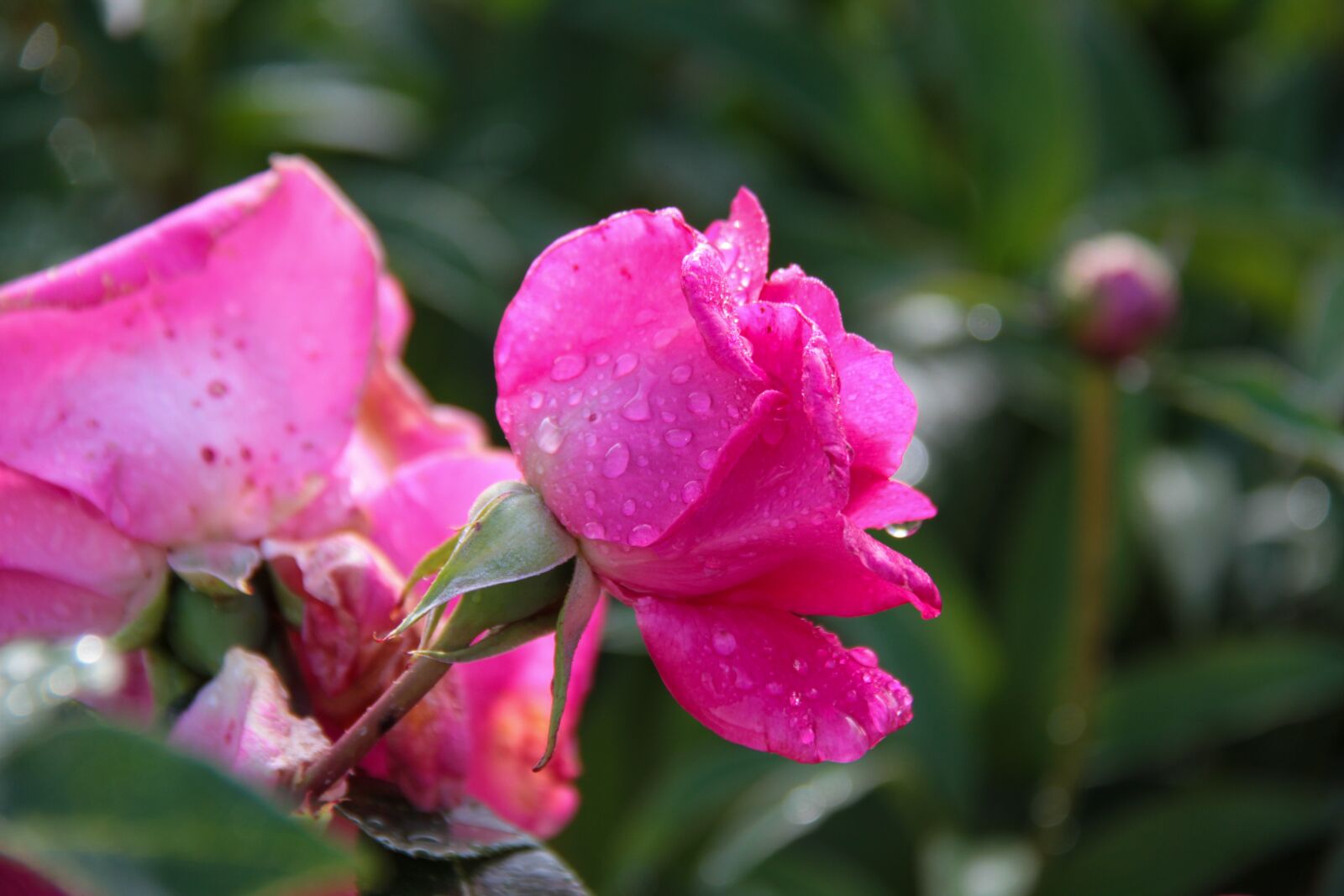 Canon EOS 7D sample photo. Pink, flower, spring photography