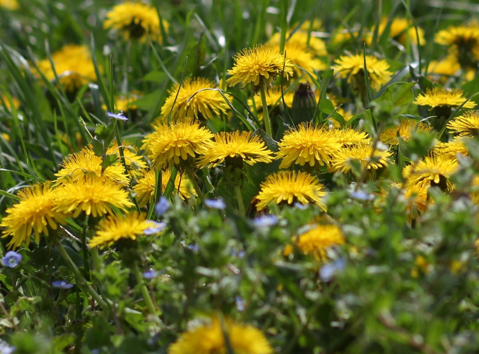 Canon EOS 700D (EOS Rebel T5i / EOS Kiss X7i) + Canon EF 85mm F1.8 USM sample photo. Dandelion, yellow, flower photography