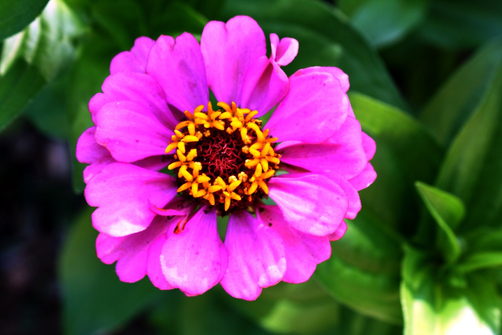 Canon EOS 1000D (EOS Digital Rebel XS / EOS Kiss F) sample photo. Flower, corolla, flora photography
