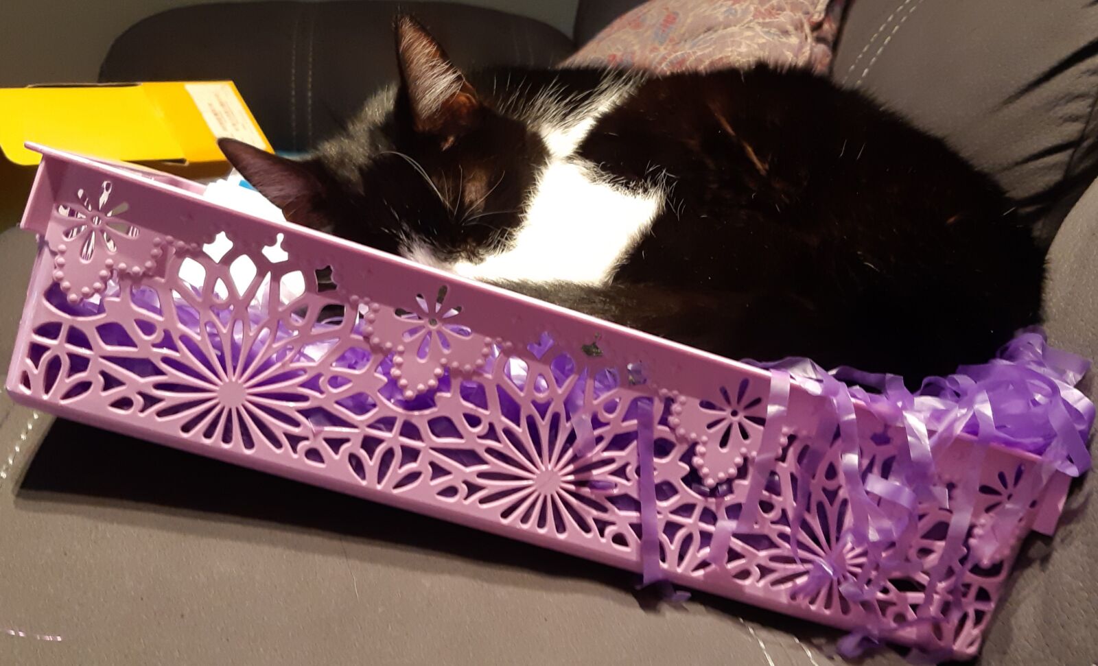 Samsung Galaxy A8(2018) sample photo. Sleeping, cat, sleep photography