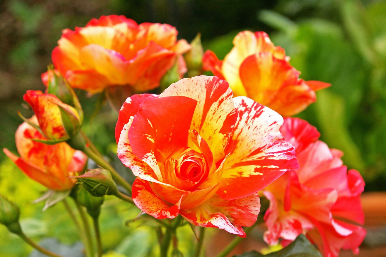 Pentax *ist DL2 sample photo. Painter rose, bicolor rose photography