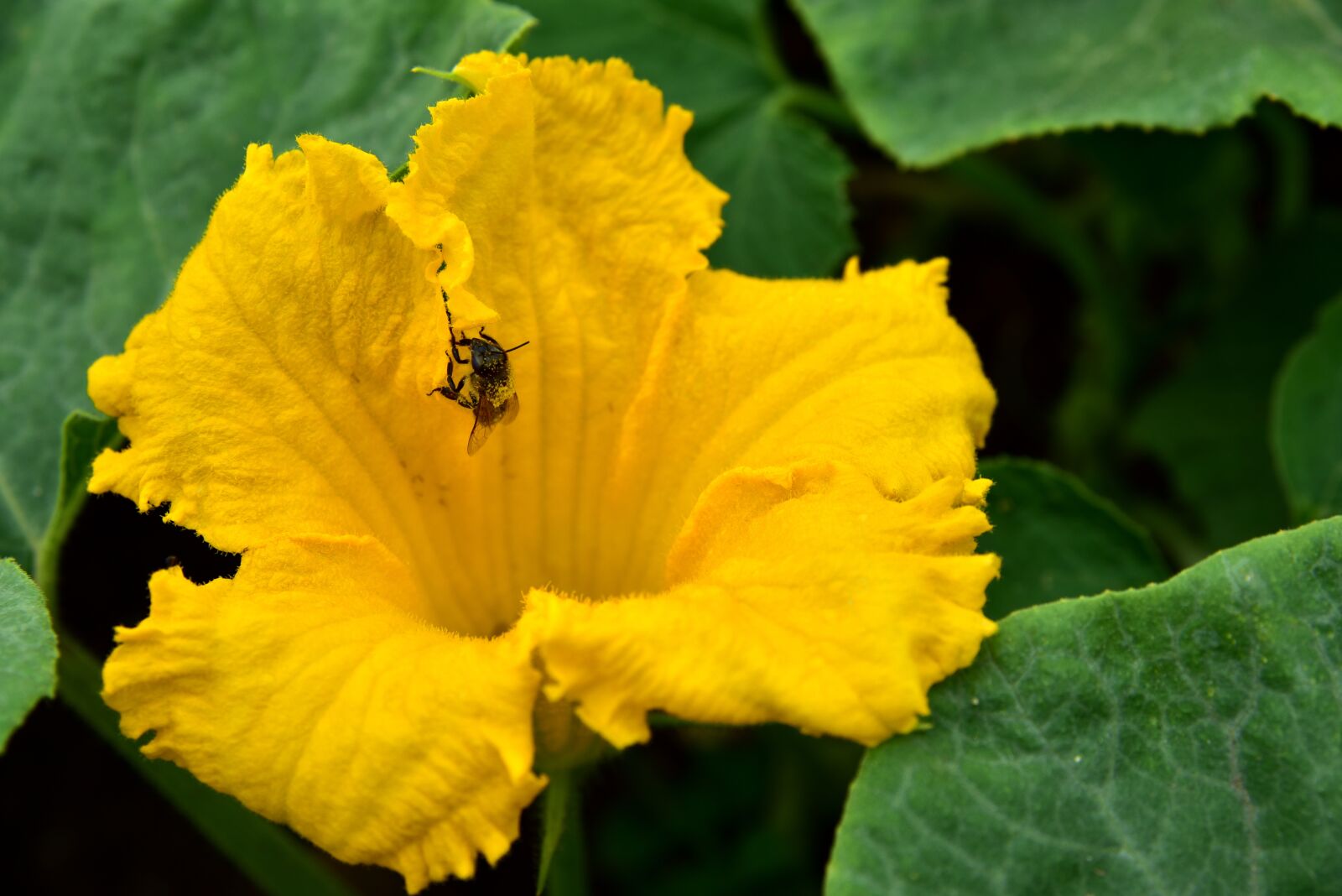 Nikon D750 sample photo. Blossom, bloom, pumpkin blossom photography