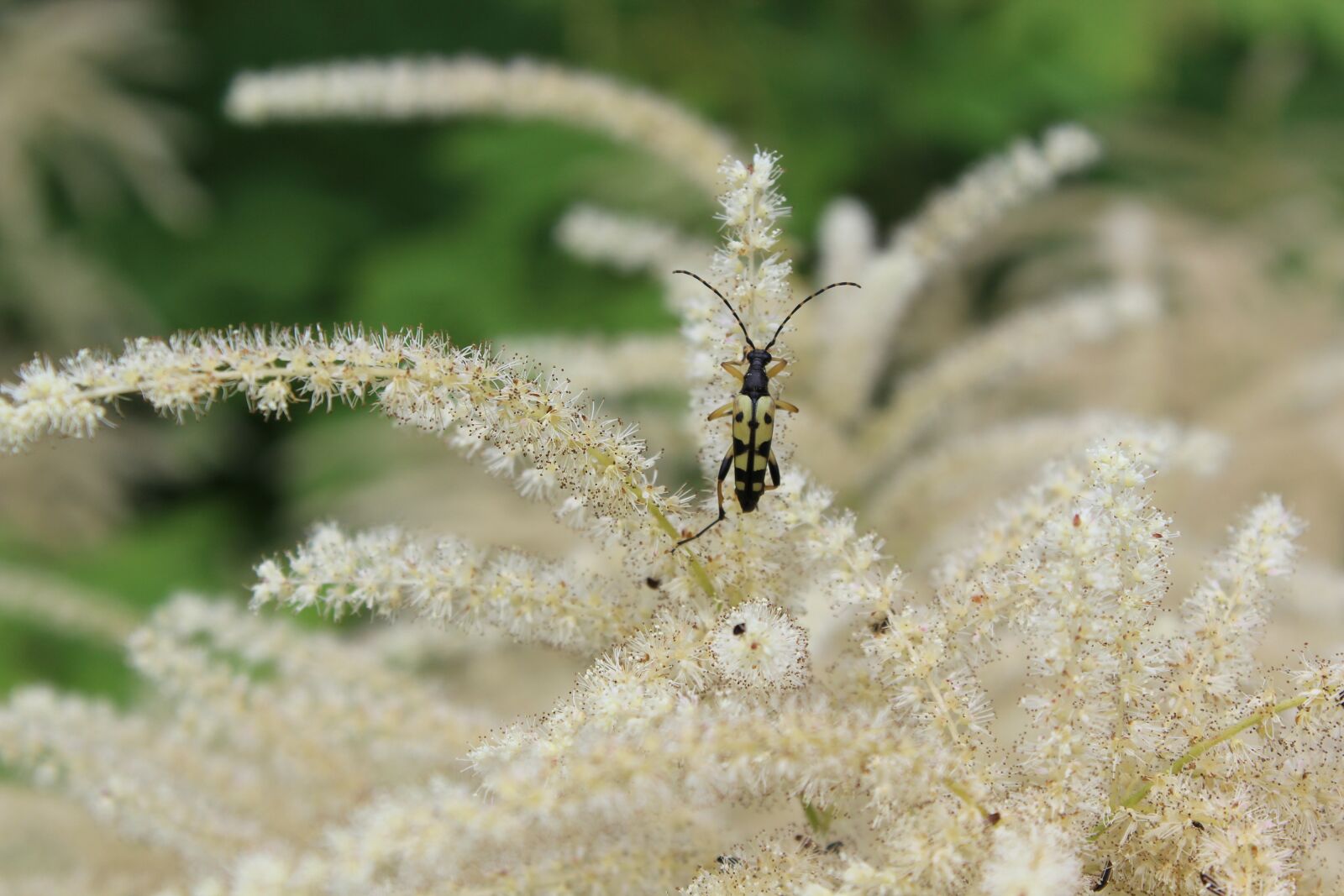 Canon EOS 600D (Rebel EOS T3i / EOS Kiss X5) sample photo. Beetle, longhorn beetle, insect photography