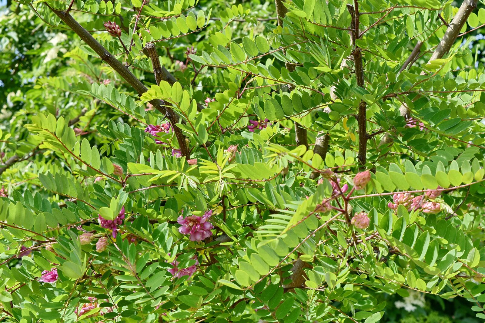 Nikon D5500 sample photo. Acacia, sunny, branch, leaf photography