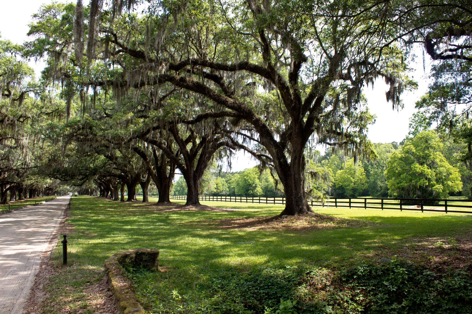 Canon EOS 600D (Rebel EOS T3i / EOS Kiss X5) sample photo. Plantation, lane, tree photography
