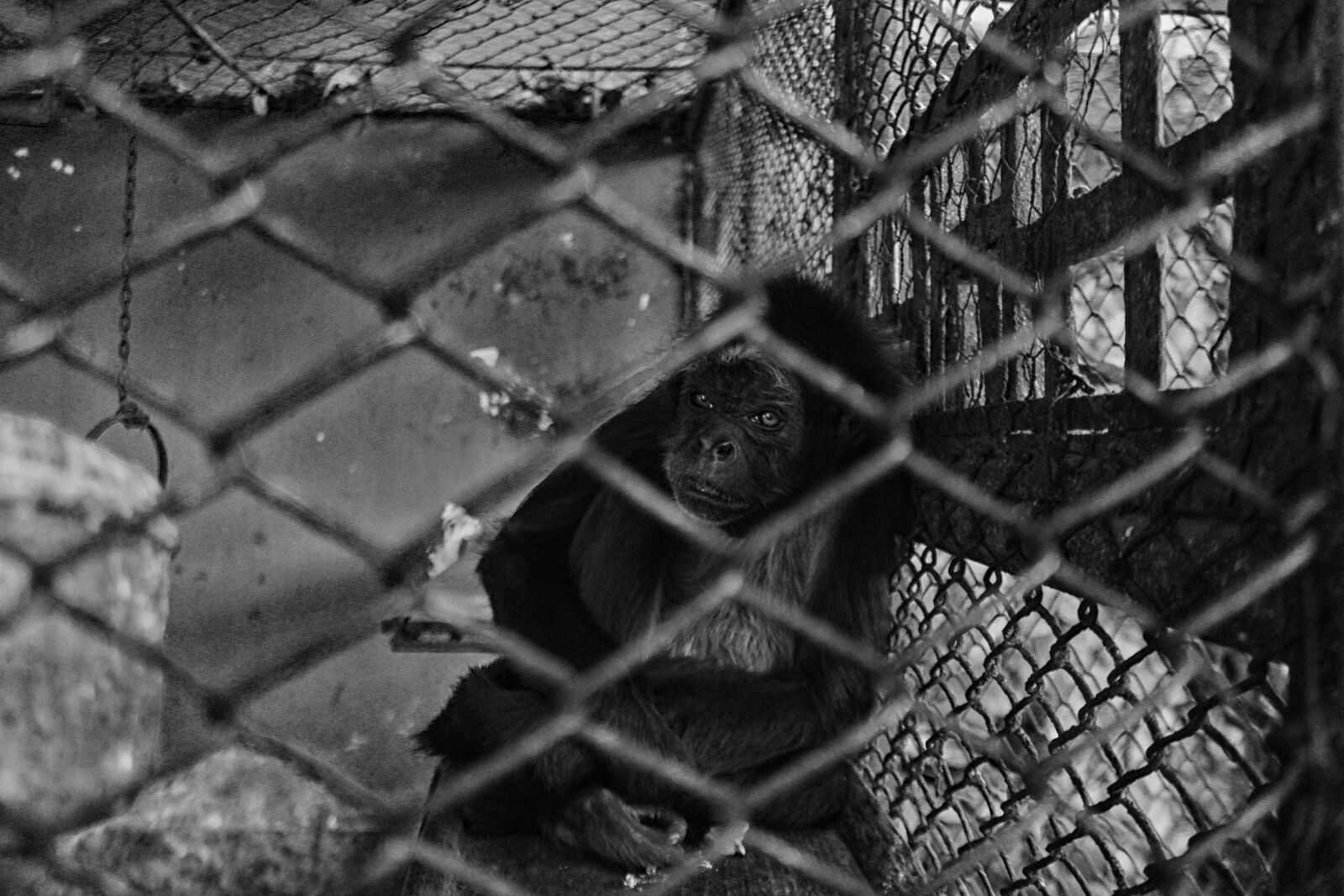 Canon EOS 600D (Rebel EOS T3i / EOS Kiss X5) sample photo. Confinement, monkey, confined photography