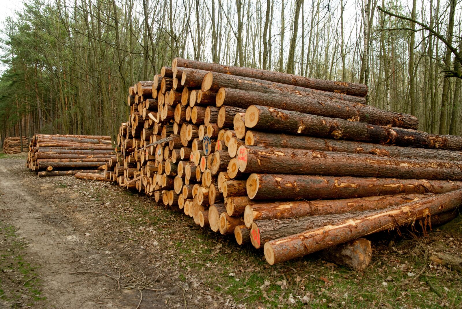 Nikon D80 sample photo. Wood, tribe, tree photography