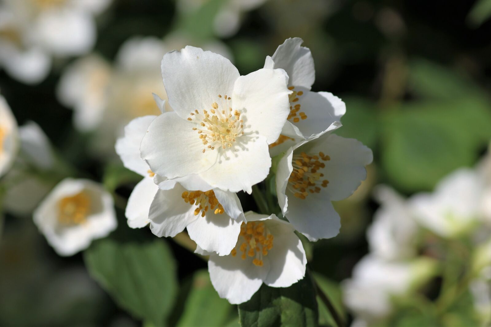 Canon EOS 550D (EOS Rebel T2i / EOS Kiss X4) sample photo. Jasmine, morning bloom, blossom photography