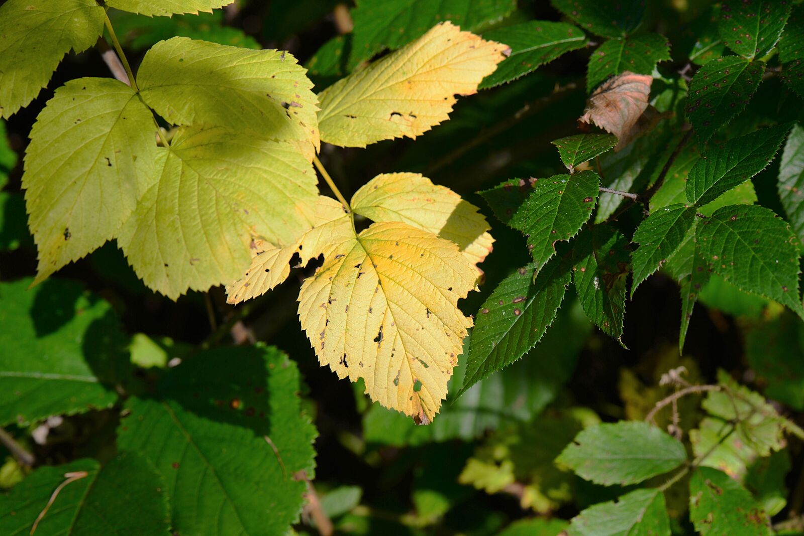 Nikon D610 sample photo. Autumn, leaves, nature photography