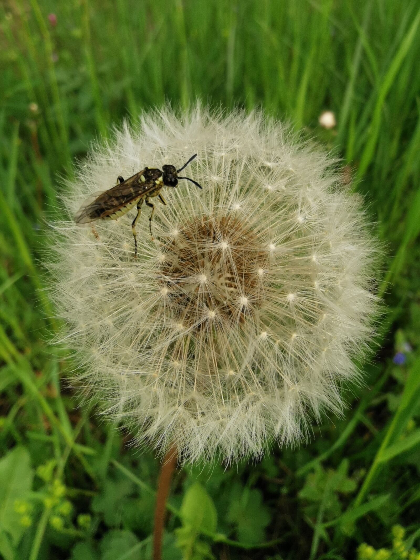 HUAWEI P30 sample photo. Dandelion, flower, insect photography